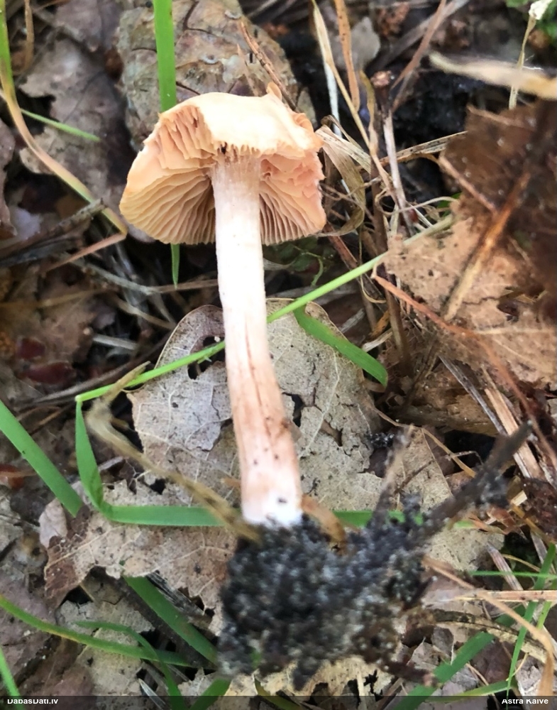 Tīrumene (nenoteikta)