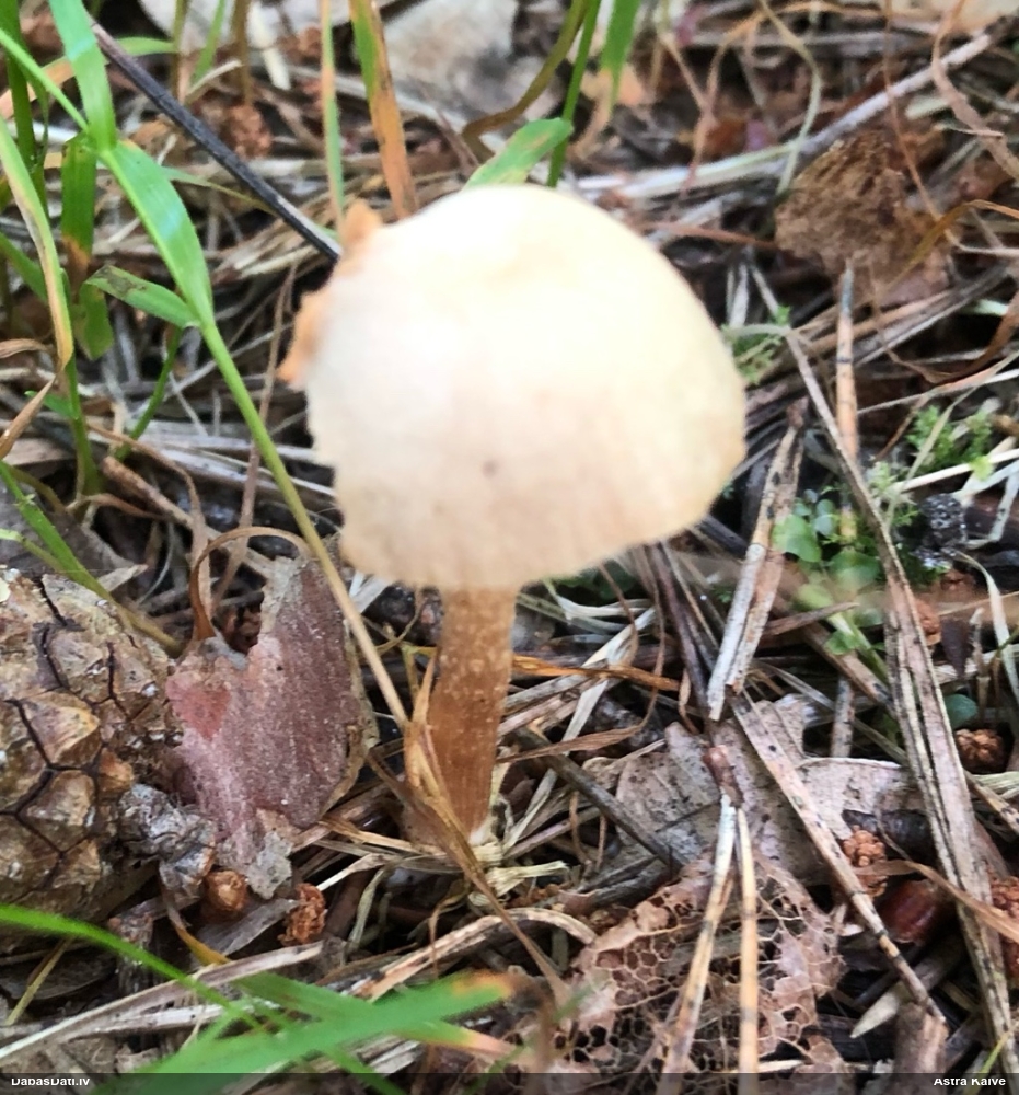 Tīrumene (nenoteikta)