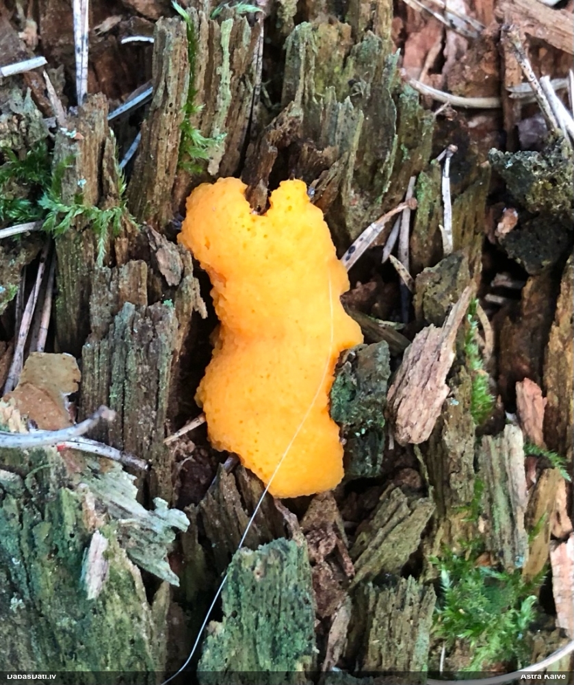 Oranžā aveņgļotsēne