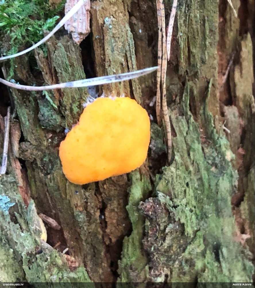 Oranžā aveņgļotsēne