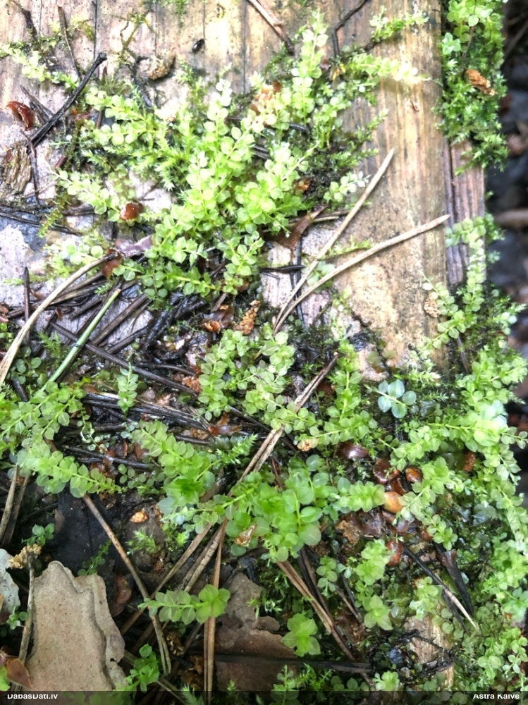 Smailā skrajlape