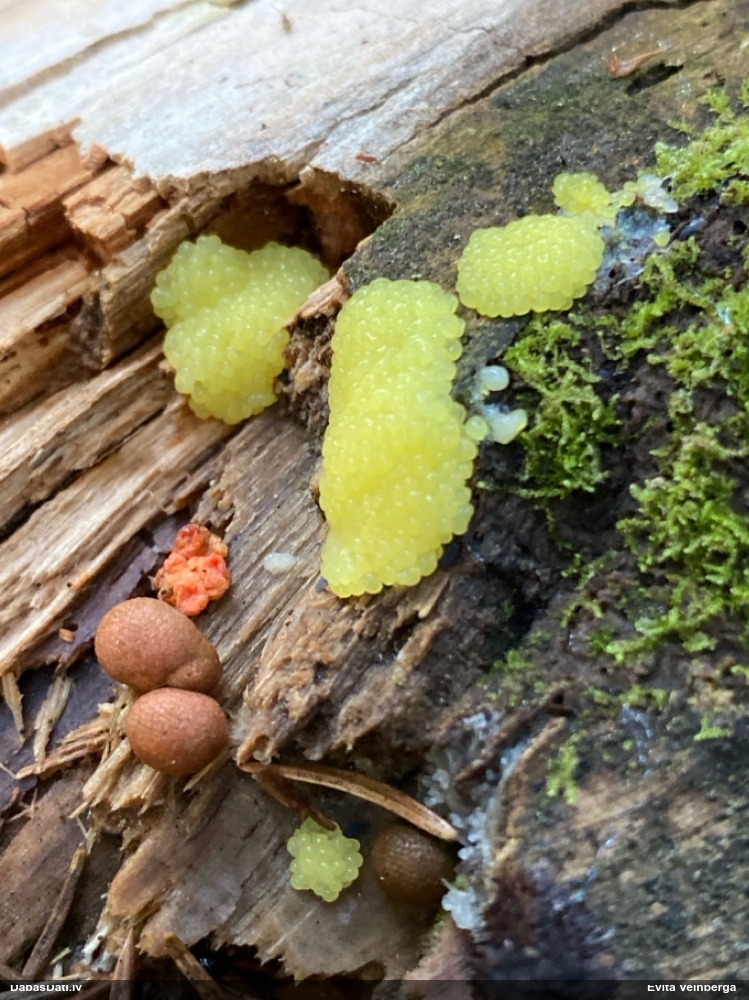 Šokolādes gļotsēne (nenoteikta)