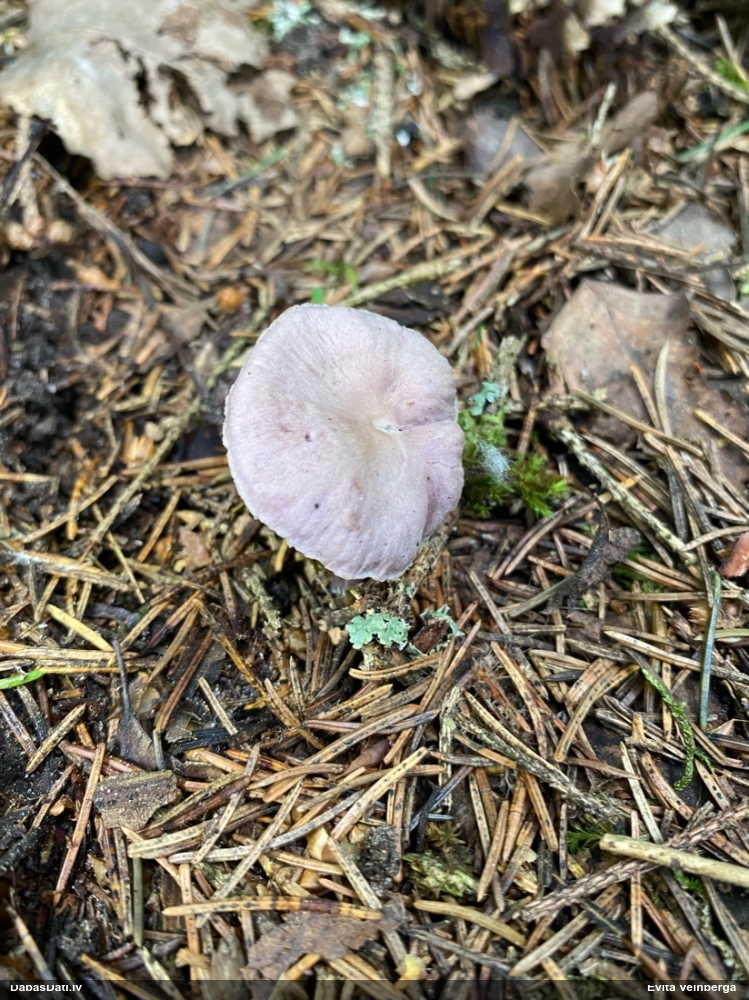 Sēntiņa (nenoteikta)