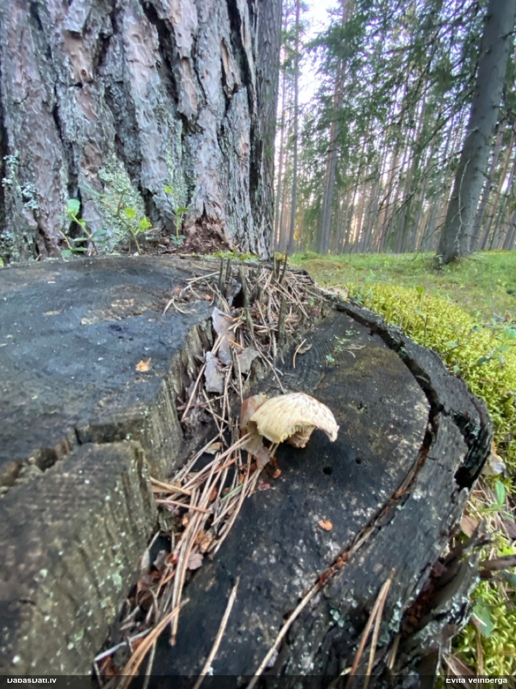 Zvīņainā sīkstene
