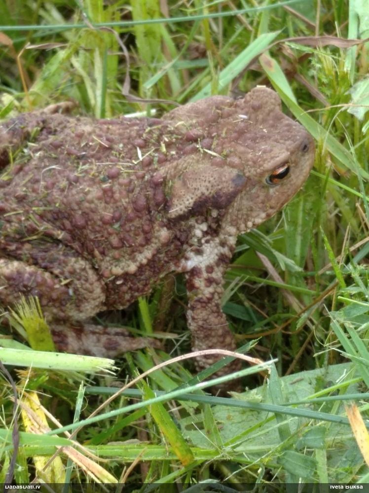 Parastais krupis