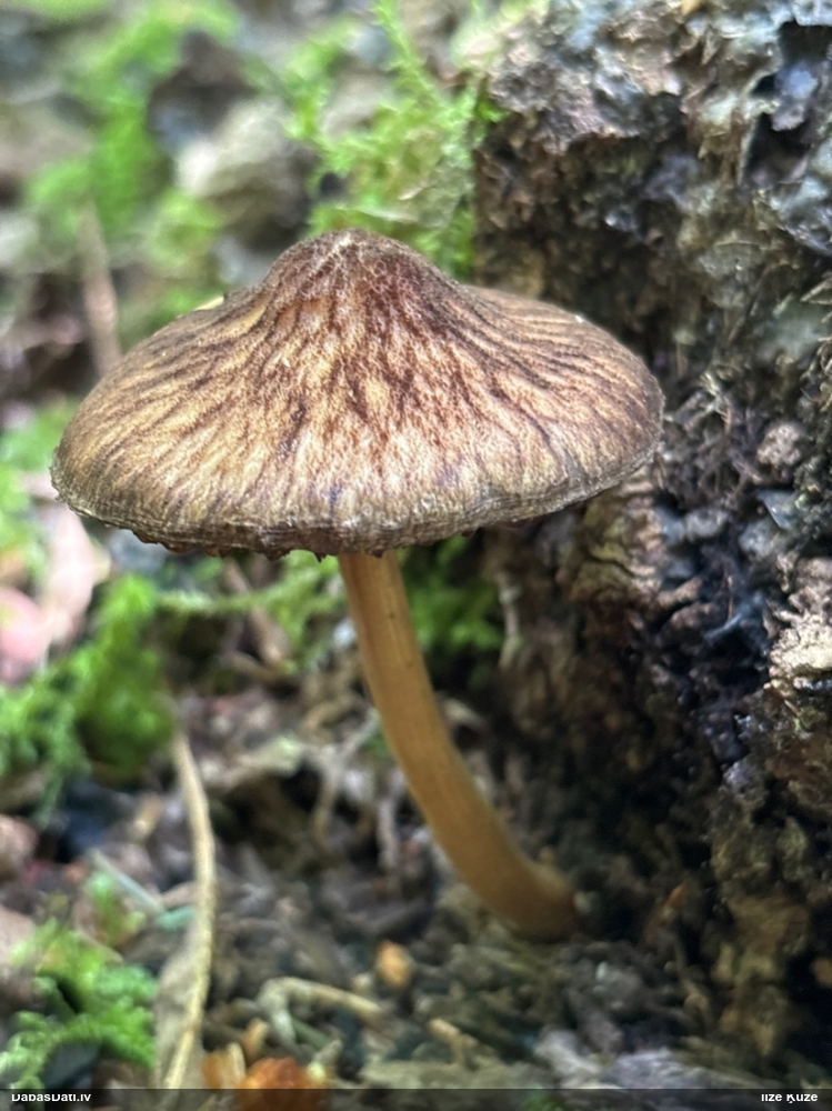 Ēnainā jumtene