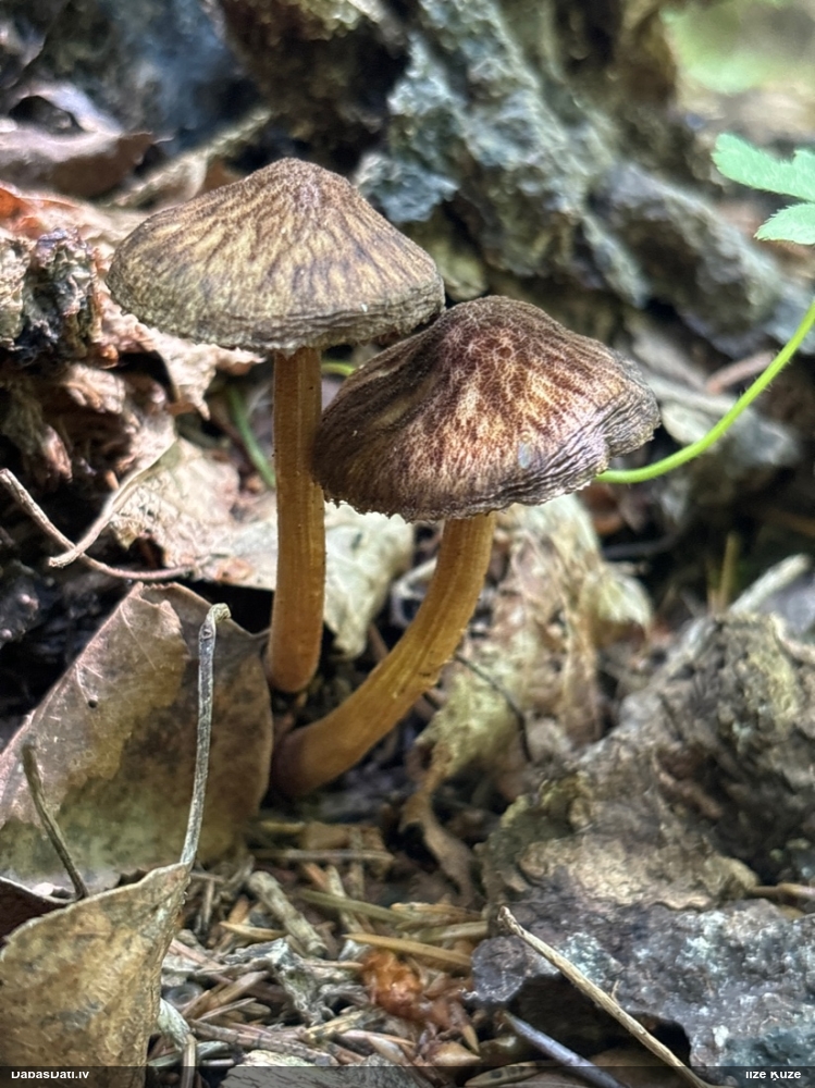 Ēnainā jumtene