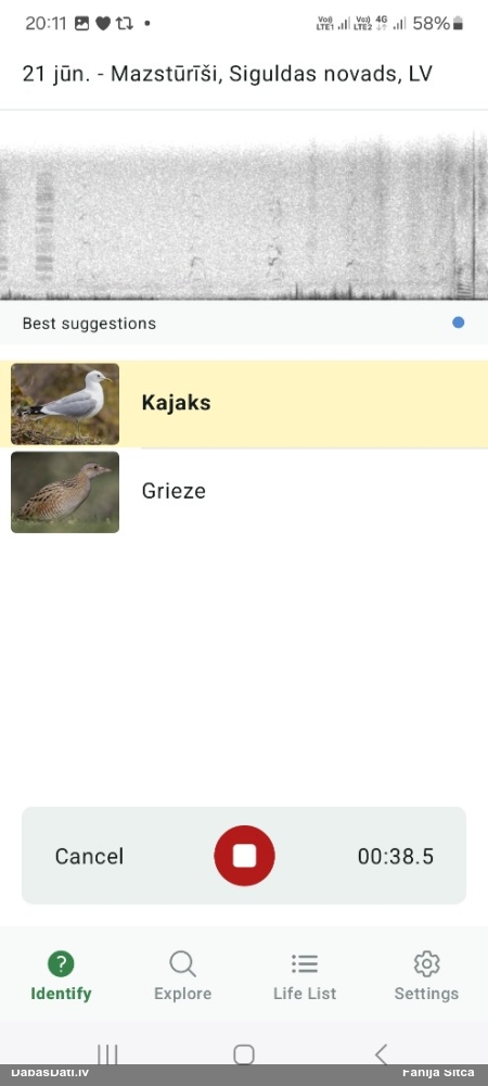 сизая чайка