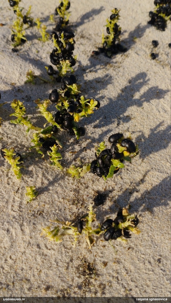 Lapgrauzis Galeruca tanaceti