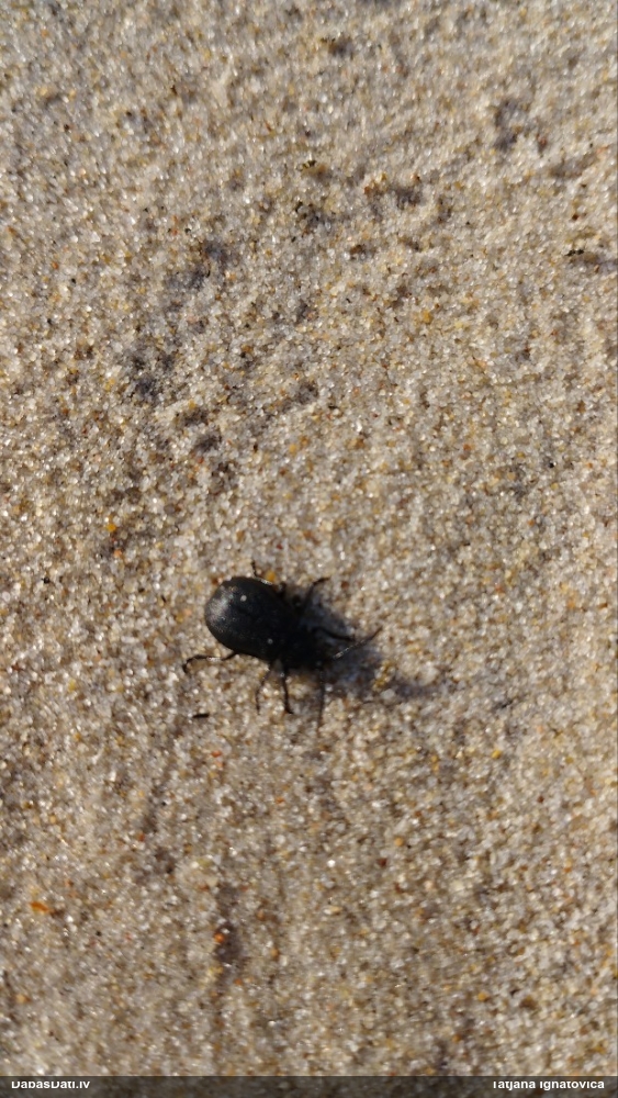Lapgrauzis Galeruca tanaceti