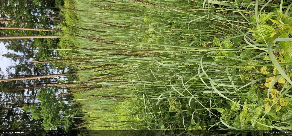 вейник наземный