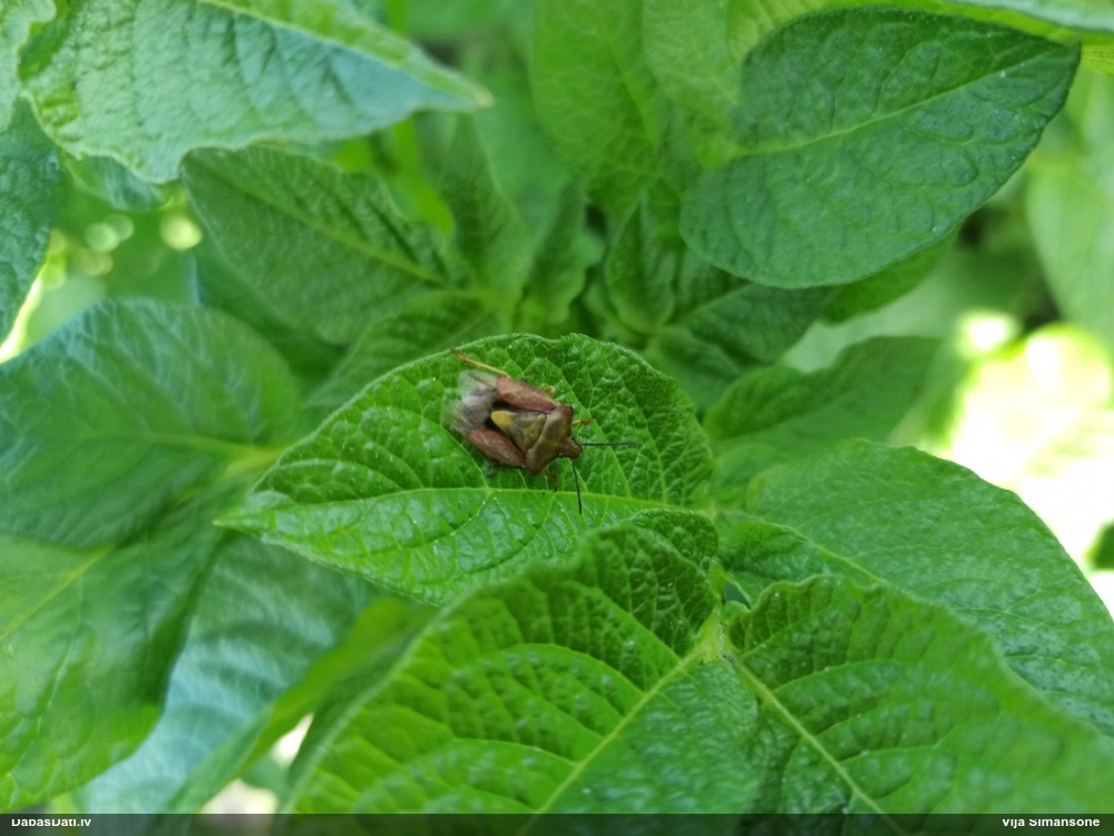 Vairogblakts Carpocoris purpureipennis