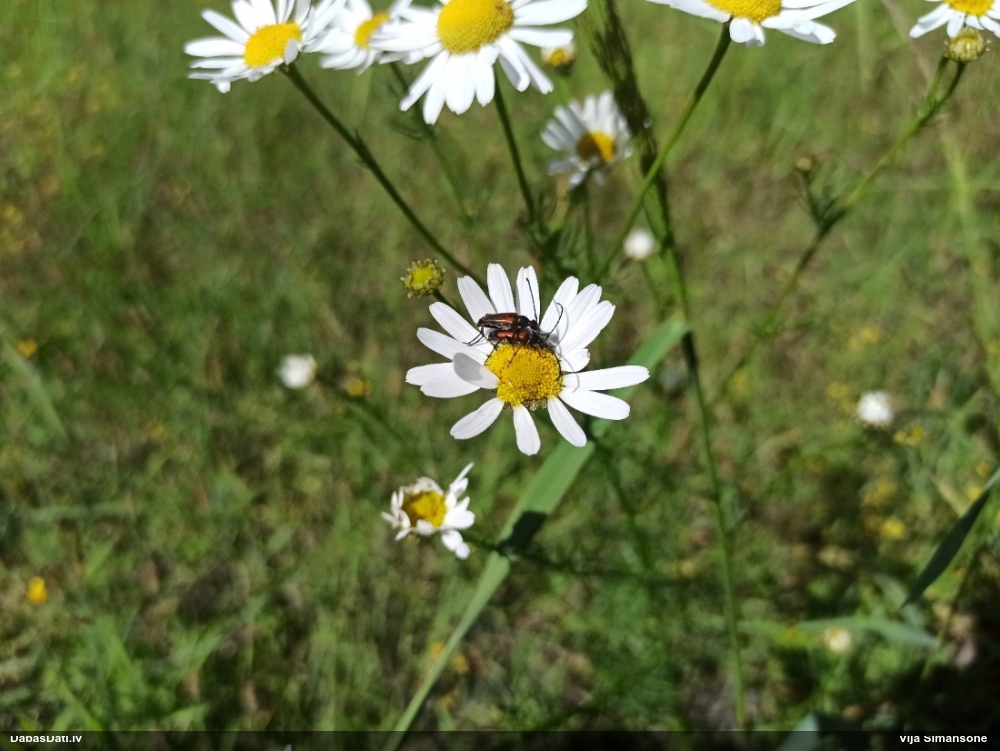 Koksngrauzis Stenurella melanura