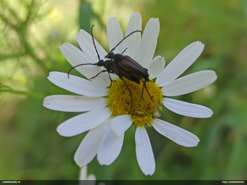 Koksngrauzis Stenurella melanura