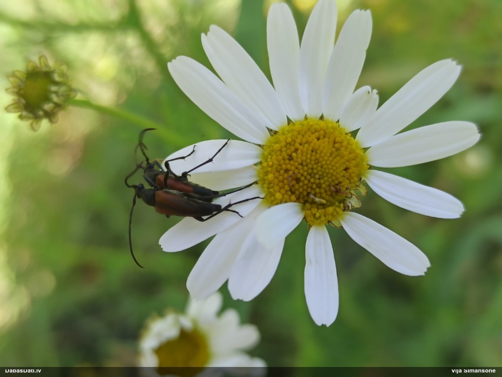 Koksngrauzis Stenurella melanura