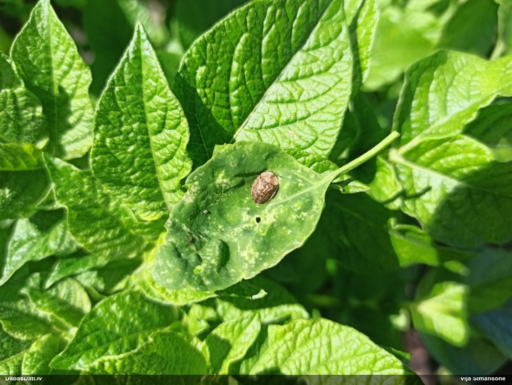 Vairogvabole Cassida nebulosa