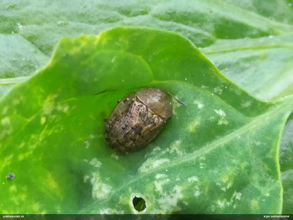 Vairogvabole Cassida nebulosa