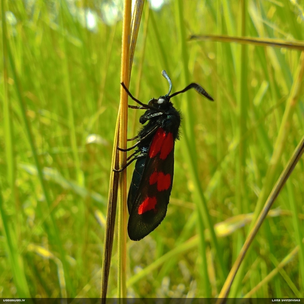 Raibspārnis Zygaena sp.