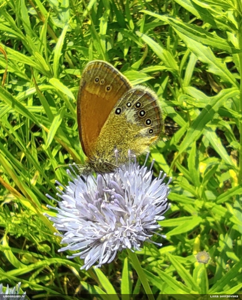 Pļavas sīksamtenis