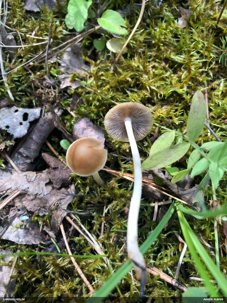 Turzene (nenoteikta)