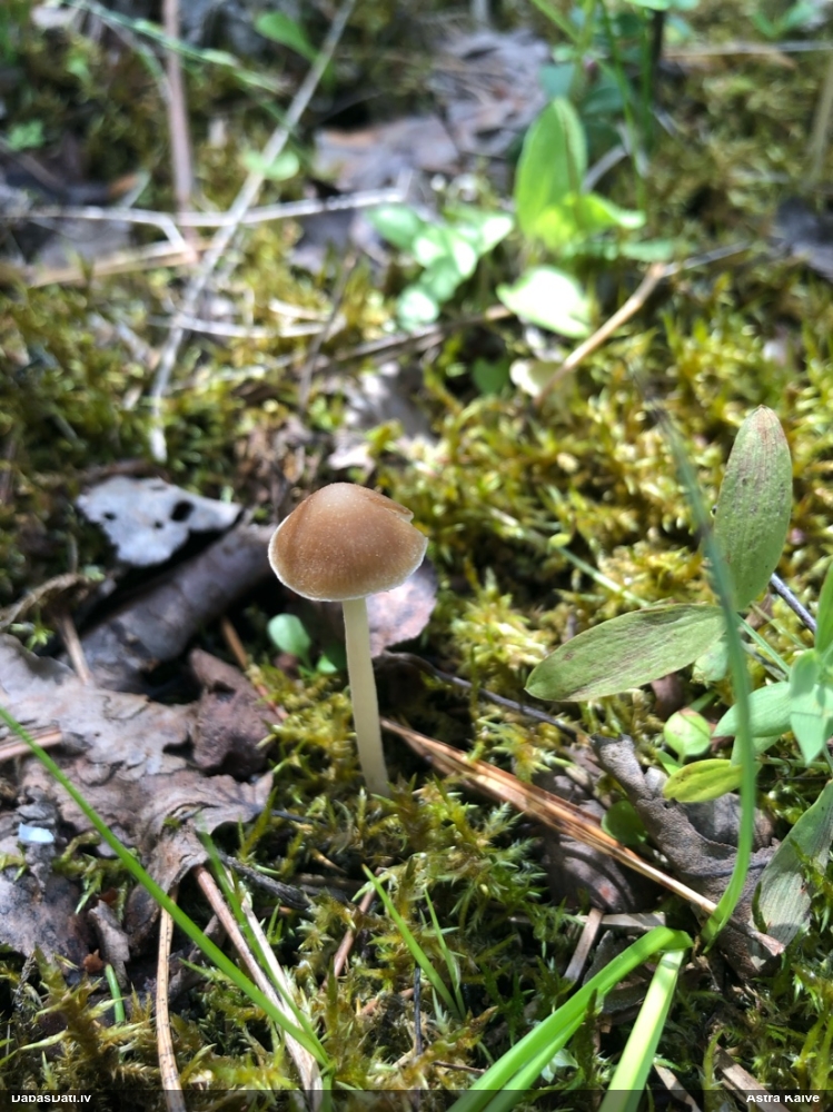 Turzene (nenoteikta)