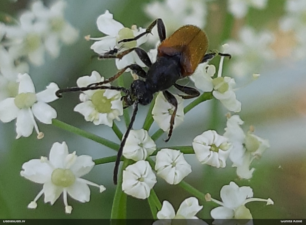 Koksngrauzis Pseudovadonia livida