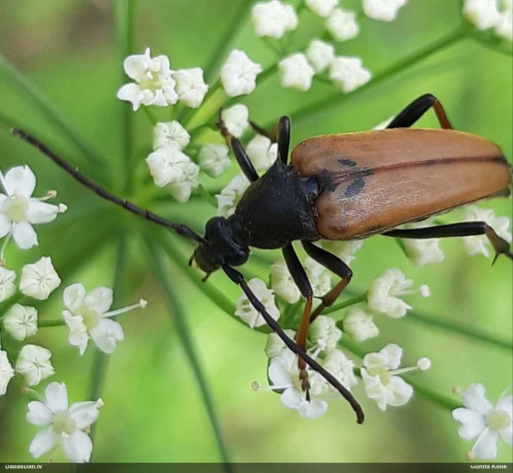 Koksngrauzis Etorofus pubescens