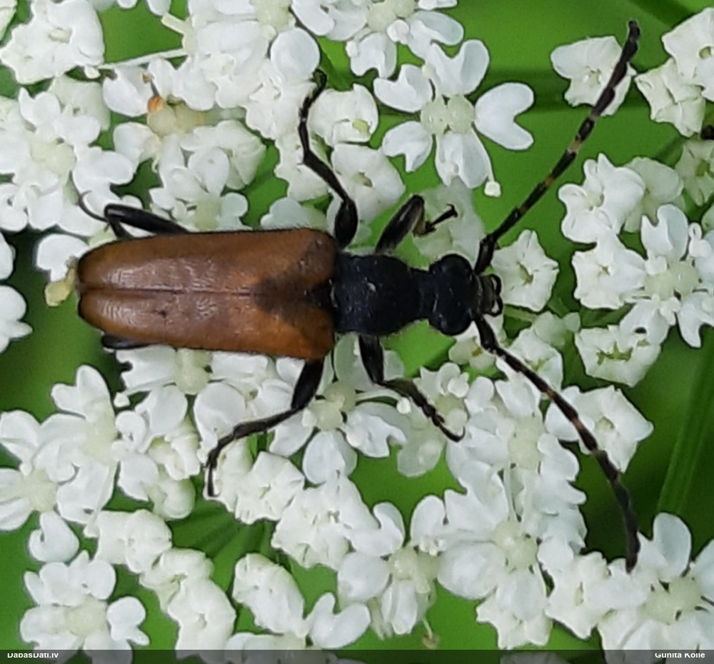 Koksngrauzis Stictoleptura maculicornis