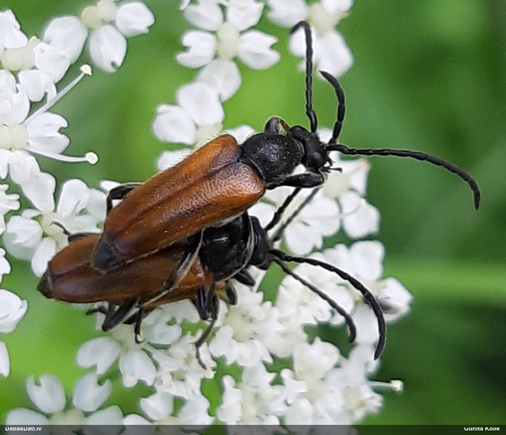 Koksngrauzis Pseudovadonia livida