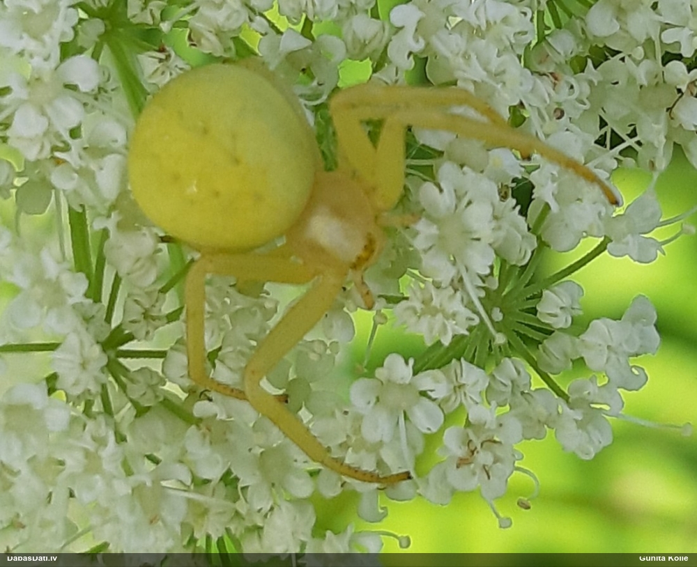 Krabjzirneklis Misumena vatia