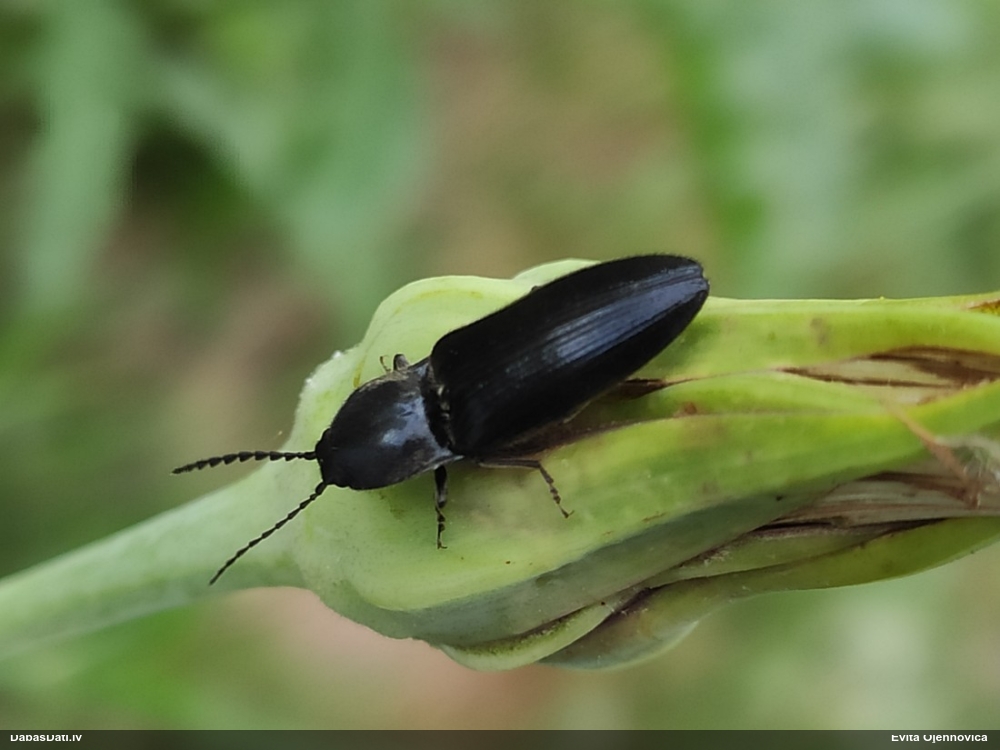 Sprakšķis Hemicrepidius sp.