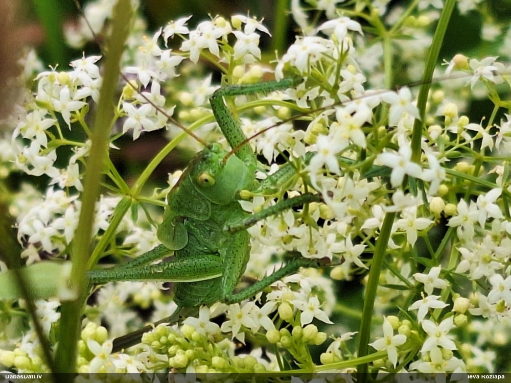 Sienāzis (nenoteikts)