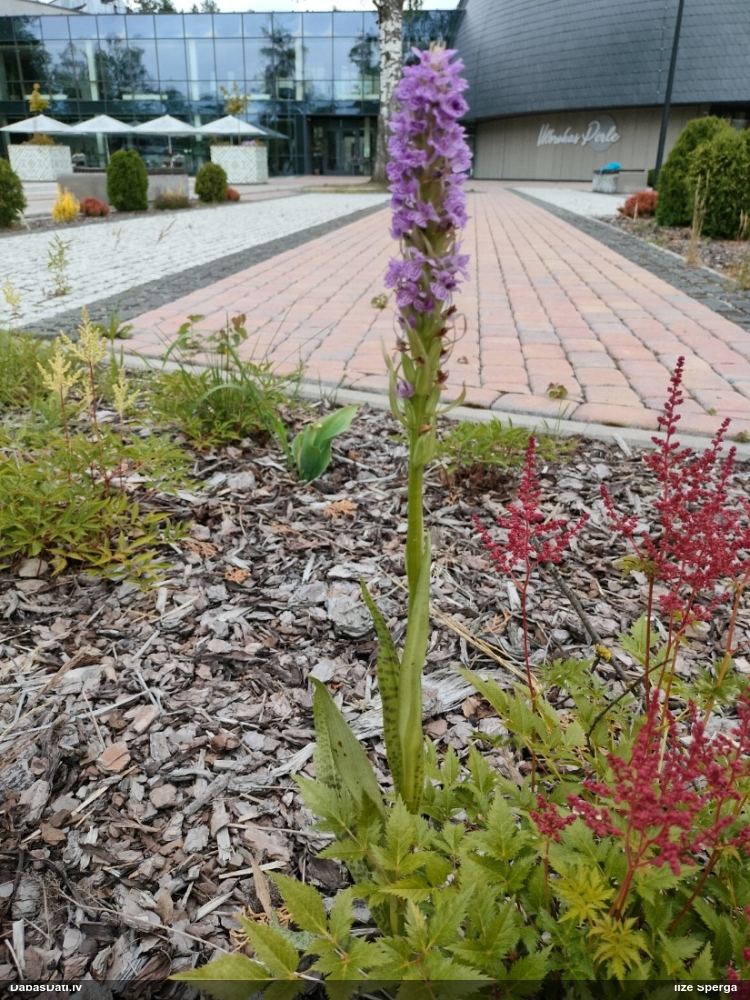 пальчатокоренник балтийский