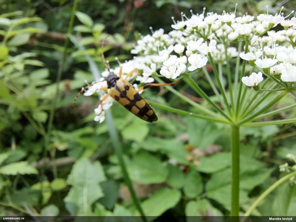 Koksngrauzis Rutpela maculata