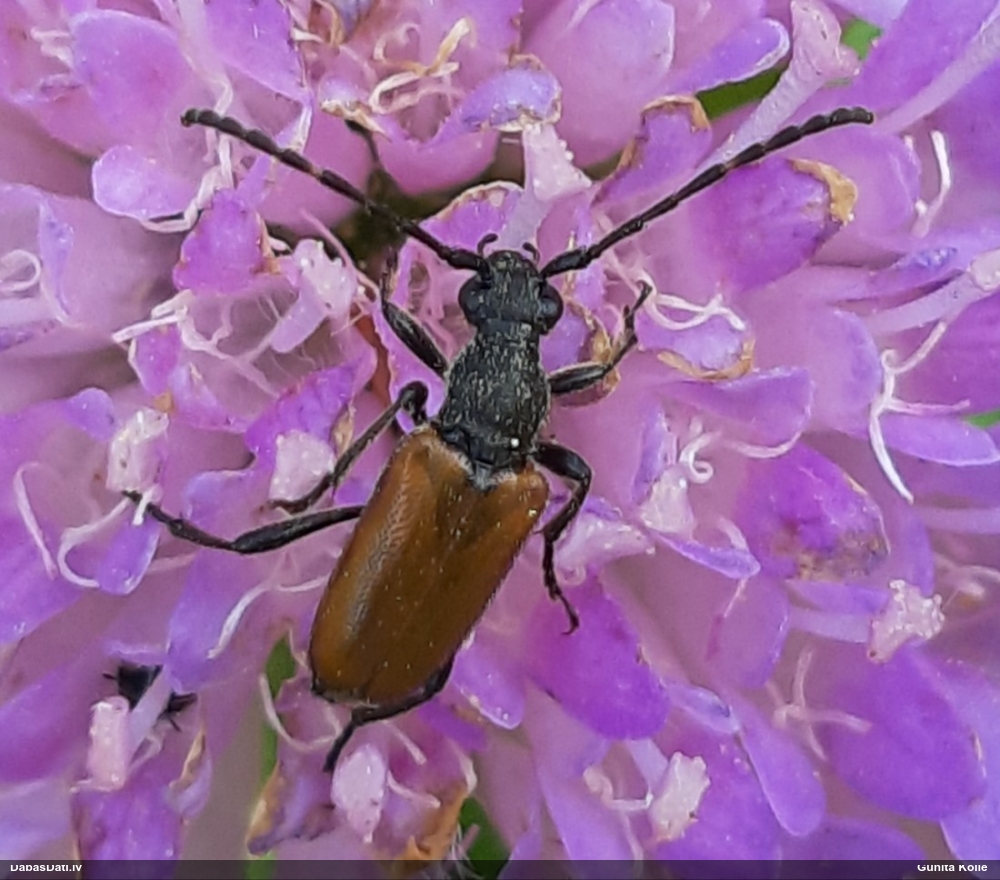 Koksngrauzis Stictoleptura maculicornis