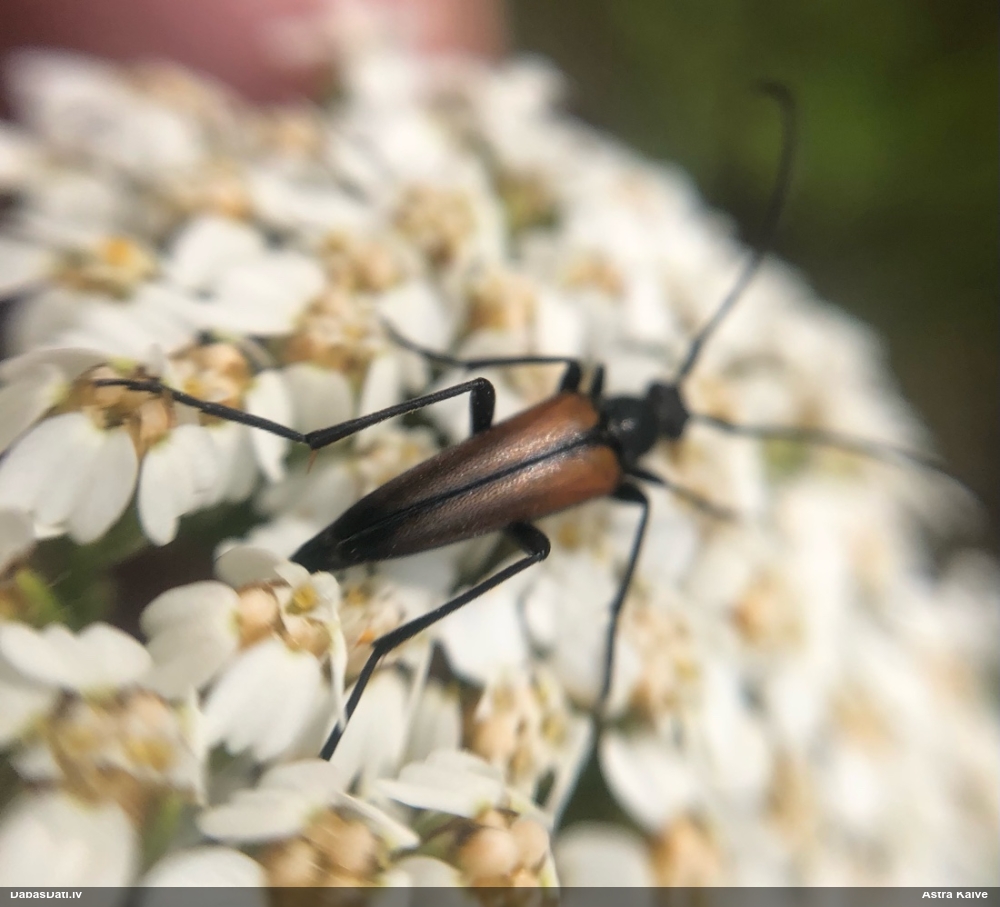 Koksngrauzis Stenurella melanura