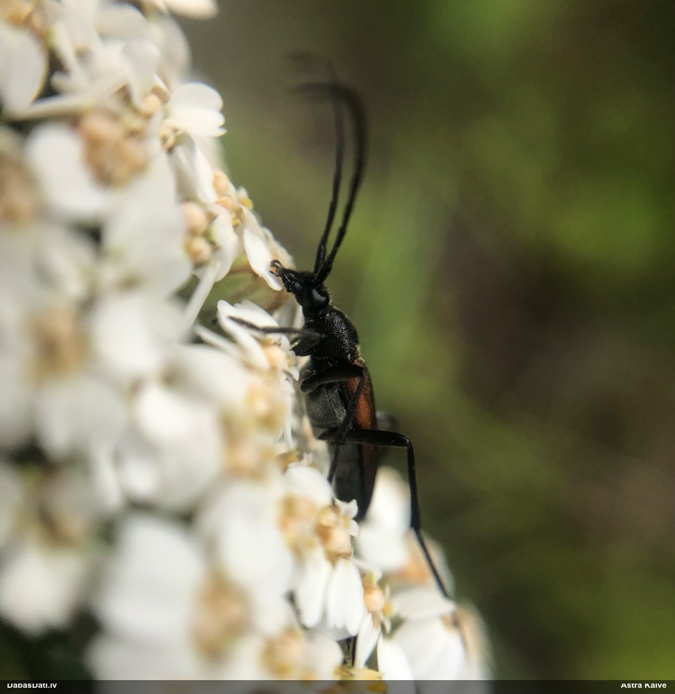 Koksngrauzis Stenurella melanura