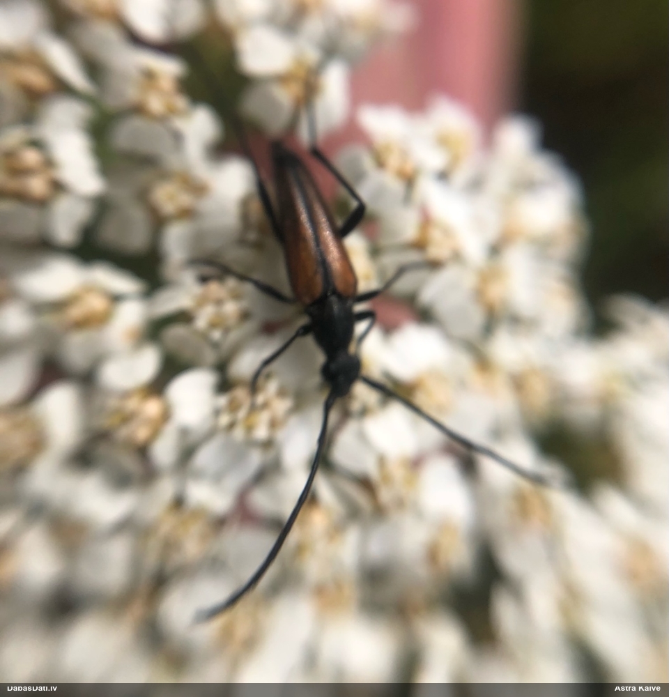 Koksngrauzis Stenurella melanura
