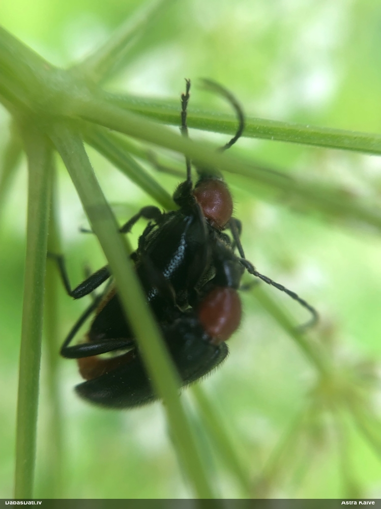 Koksngrauzis Dinoptera collaris