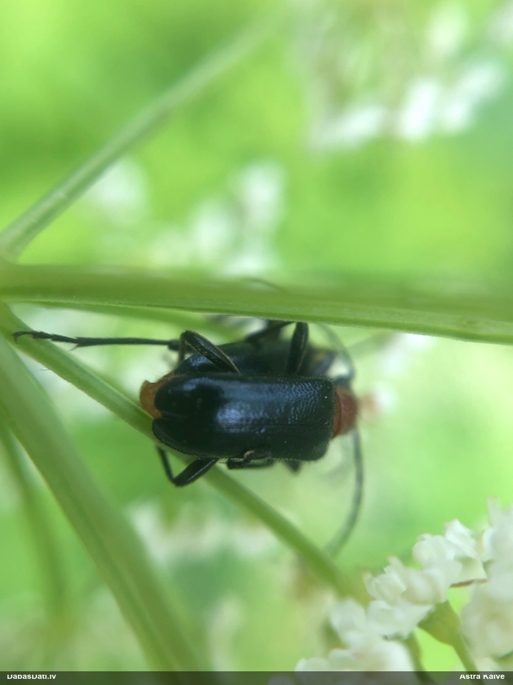 Koksngrauzis Dinoptera collaris