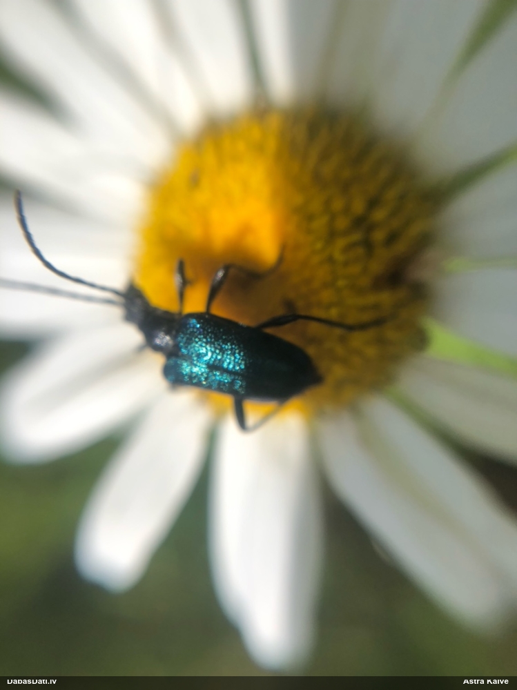 Koksngrauzis Gaurotes virginea