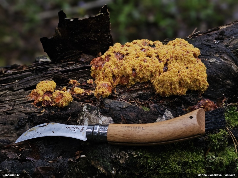 Rūsganais ragansviests