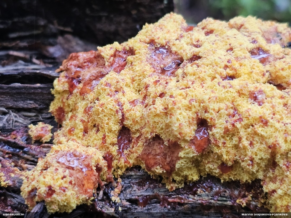 Rūsganais ragansviests