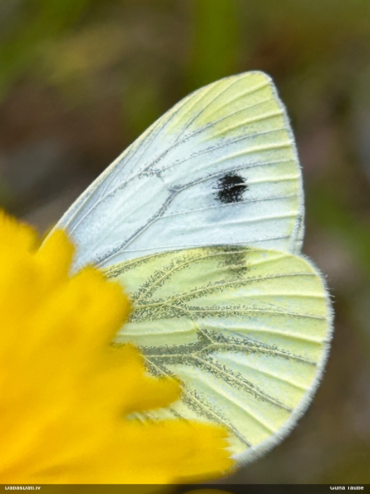 Kāļu baltenis