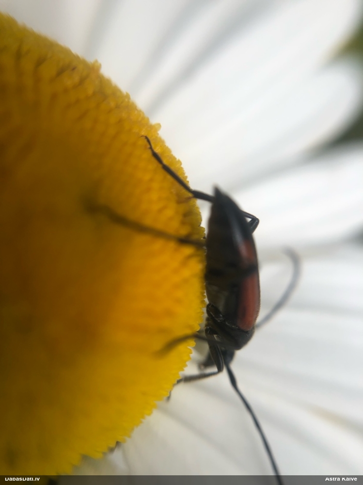 Koksngrauzis Stenurella melanura