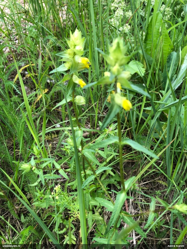 погремок малый