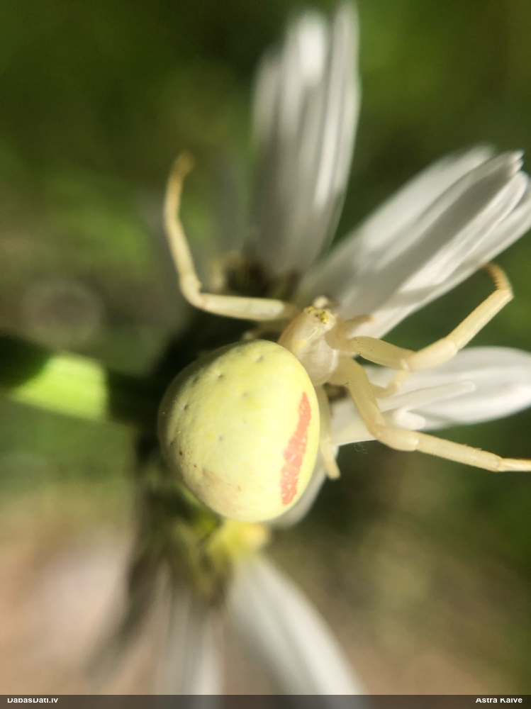 Krabjzirneklis Misumena vatia