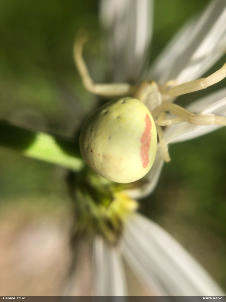 Krabjzirneklis Misumena vatia