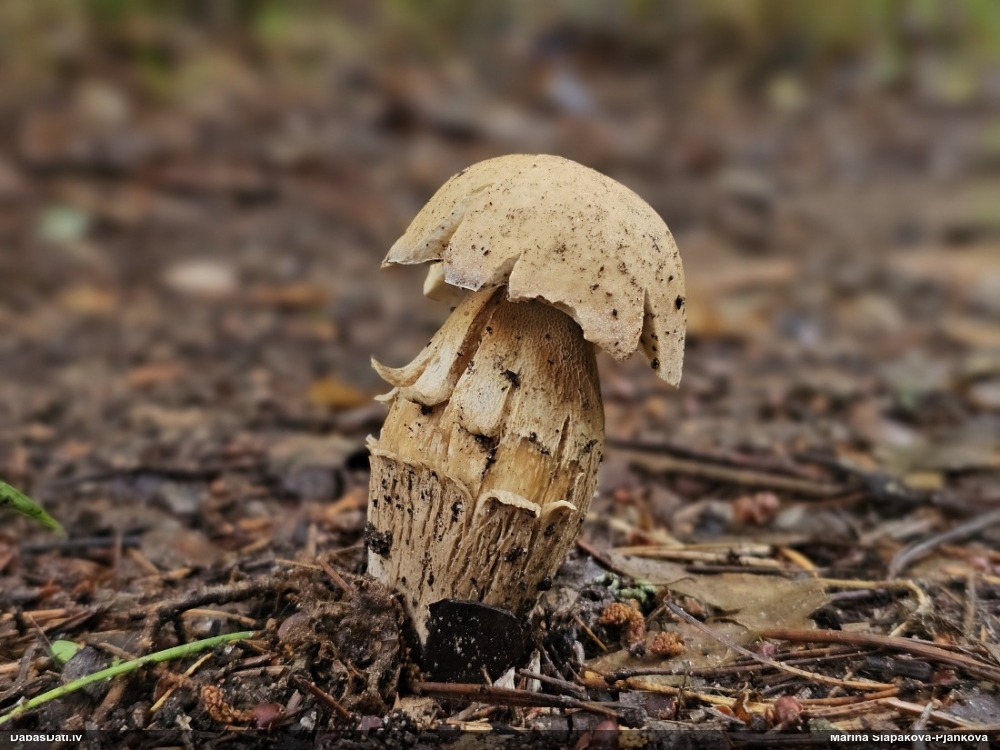 Baravika Boletus sp.