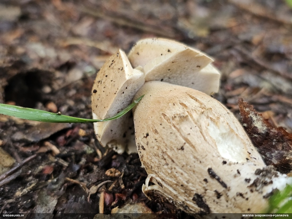 Baravika Boletus sp.